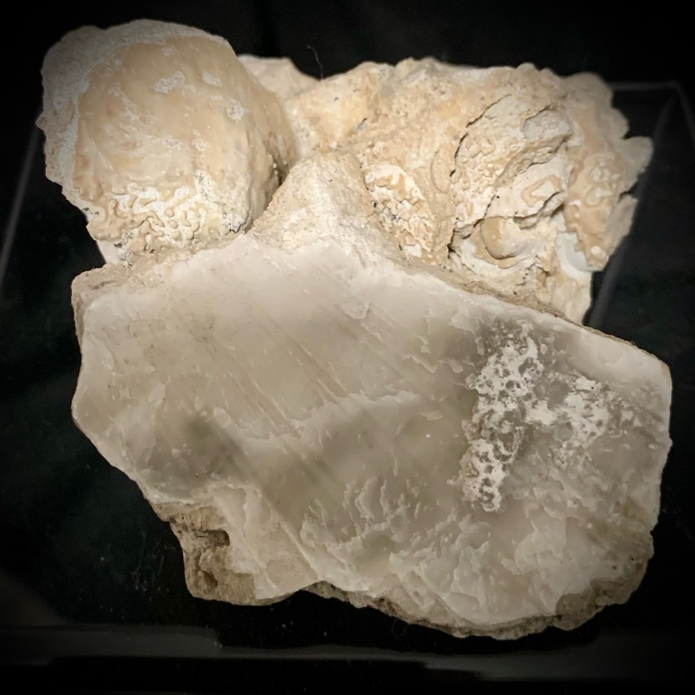 💗Calcite Crystal w/ Fossil Shell Impressions – Natural Limestone Specimen